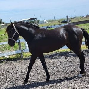 Meet your Posher, Adrian